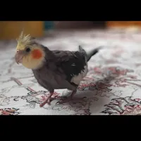 عروس هلندی گمشده