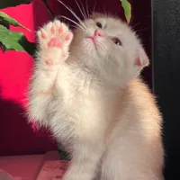 گربه اسکاتیش