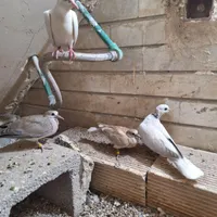 پرنده زینتی|پرنده|اهواز, کوی نفت|دیوار
