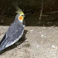 عروس هلندی نر