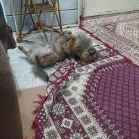 سگ پامر نر ربوده شده خمینی شهر تالار تشریفات|حیوانات|خمینی‌شهر, |دیوار