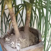 نخل لیندا|گل و گیاه طبیعی|رشت, منظریه|دیوار