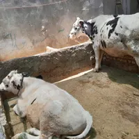 گاو گوساله دزدیده شده