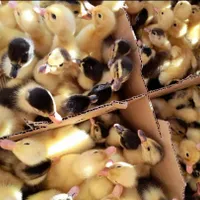 جوجه محلی رنگی سلطان اردک گردن لختی گوشتی بوقلمون|حیوانات مزرعه|اصفهان, باغ فردوس|دیوار