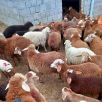 فروش گوسفند زنده بره جهت نذری.عقیقه ومصارف خانگی