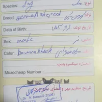 سگ ژرمن شپراصل|سگ|لنجان, |دیوار