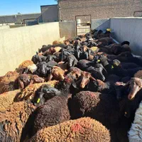 گوسفند زنده باباسکول درب منزل با پلاک بهداشتی