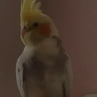 گمشده
