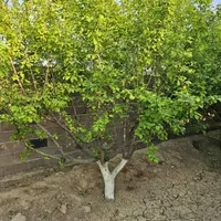 باغ و باغچه160متری /آب و برق/سند عرصه و عیان|فروش زمین و ملک کلنگی|تهران, امیریه|دیوار
