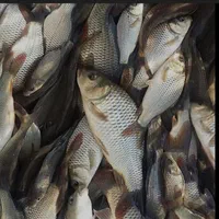 ماهی کپور نژاد مجار تاتا