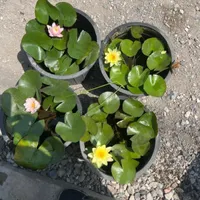 خدمات اجرای فضای سبز محوطه سازی درخت های جرثقیلی|خدمات باغبانی و درختکاری|رشت, دیلمان|دیوار