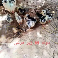 بوقلمون تخمی و جوجه پنگوئنی|حیوانات مزرعه|تربت جام, یحیی آباد|دیوار