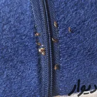 سمپاشی ساس سم پاشی سوسک موش کنه گال کک مورچه