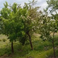 باغ میوه بیجار کردستان|فروش زمین و ملک کلنگی|تهران, آبشار|دیوار