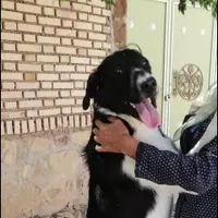 گمشده در ابارش همراه مژدگانی