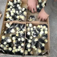 جوجه محلی رنگی سلطان اردک گردن لختی گوشتی بوقلمون|حیوانات مزرعه|اصفهان, باغ فردوس|دیوار