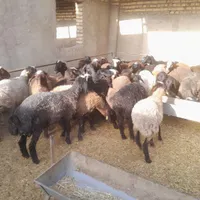 گوسفند برای قربانی|حیوانات مزرعه|ورامین, |دیوار