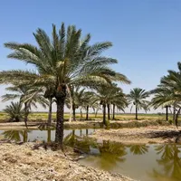 نخل جزیره