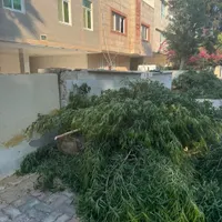 قطع درخت و خدمات فضای سبز منازل|خدمات باغبانی و درختکاری|کیش, |دیوار