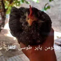 بوقلمون تخمی و جوجه پنگوئنی|حیوانات مزرعه|تربت جام, یحیی آباد|دیوار
