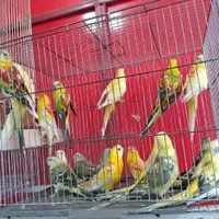 پرنده سرای امید فرخشهر