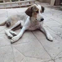 سگ گمشده