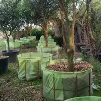 انگور گردو انجیر زیتون نهال درخت قوی نارنج پرتقال