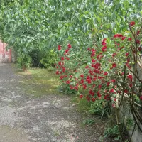 خونه باغ تمیز درشهر زیبای رشت ۹۰۰تومن|اجارهٔ کوتاه‌مدت آپارتمان و سوئیت|رشت, اسماعیل آباد|دیوار