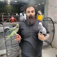 کاسکو آرا ماکائو دستی سخنگو طوطی خرید فروش معاوضه|پرنده|تهران, نارمک جنوبی|دیوار