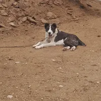 سگ گله و نگهبان|سگ|چناران, |دیوار