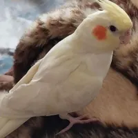 عروس هلندی گم شده