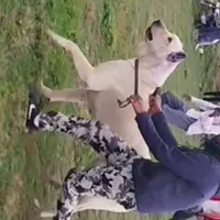 سگ سرابی با اصالت|سگ|کرمانشاه, |دیوار