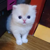 مجموعه گربه های اشرافی ( ایران کتز iran cats)|گربه|رشت, گلباغ نماز|دیوار
