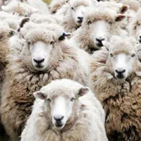 گوسفند زنده با پلاک دامپزشکی وباسکول 24ساعته نیم