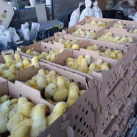 جوجه گوشتی نژادرآس