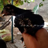 بوقلمون تخمی و جوجه پنگوئنی|حیوانات مزرعه|تربت جام, یحیی آباد|دیوار