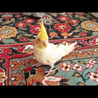 عروس هلندی لوتینو تازه دونه خوارشده|پرنده|بافق, |دیوار
