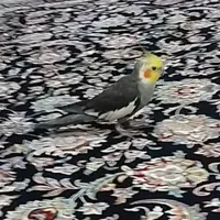 گمشده..