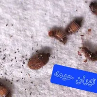 سمپاشی سوسک و ساس سم پاشی ضد عفونی ساختمان صددرصد|خدمات نظافت|تهران, یافت‌آباد|دیوار