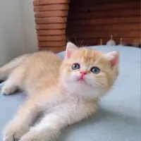 مجموعه گربه های اشرافی ( ایران کتز iran cats)|گربه|رشت, گلباغ نماز|دیوار