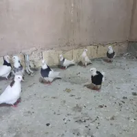 جوجه طوقی|پرنده|خمینی‌شهر, |دیوار