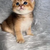گربه های گلد اشرافی ( مجموعه تخصصی گلد iran cats (|گربه|اهواز, گلستان|دیوار