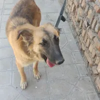 سگ ژرمن ماده