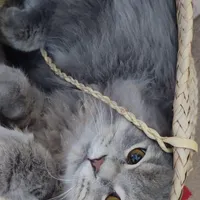 واگذاری گربه