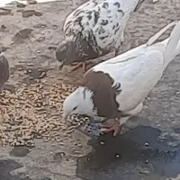 یک کبوتر طوقی گم شده