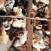 جوجه محلی رنگی سلطان اردک گردن لختی گوشتی بوقلمون|حیوانات مزرعه|اصفهان, باغ فردوس|دیوار