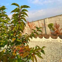 باغ و باغچه ۱۸۰ متری / معاوضه خودرو|فروش زمین و ملک کلنگی|تهران, امیریه|دیوار