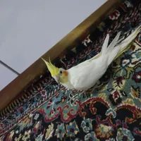 دو عدد عروس هلندی نر و ماده|پرنده|مشگین شهر, |دیوار