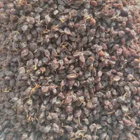 مویز پاک شده درجه 1|خوردنی و آشامیدنی|شیراز, دباغ خانه|دیوار