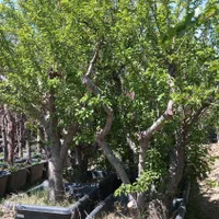 نهال درخت گل وگیاه فروشی درختچه میوه بزرگ بلند